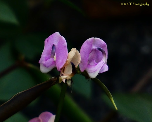 {Strophostyles helvola}